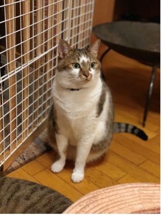 あむ