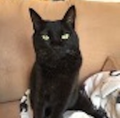 あんこ